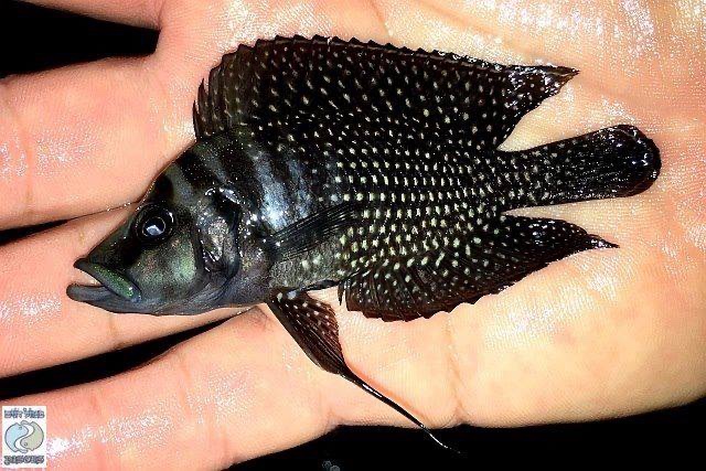 Altolamprologus calvus 'Sumbu' (Black)